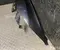 Gebrauchtes Original Tesla MODEL 3 2025 Kotflügel rechte Seite - Bild 2