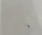 Gebrauchtes Original RAM 960226752, 230657, LJD8275 1500 Crew Cab Pickup (DT) 2019 Frontscheibe - Bild 2