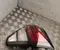 Hyundai 92406BE000 Kona II 2025 Taillight Right - Image 3