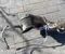 Cupra 5WA131701 ; 5WA131723E / 5WA131701, 5WA131723E ATECA (KH7, KHP, KBP) 2022 Catalytic Converter - Image 2
