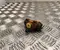 Peugeot 24322016193, 440257 306 (7B, N3, N5) 2003 Radbremszylinder - Bild 1