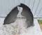 Ford Focus IV (HN) 2021 Wing liner Left Rear - Image 1