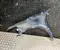 Dacia BIGSTER 2025 Wing right side - Image 2