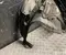 Gebrauchtes Original Nissan 638434CB0A X-TRAIL (T32_) 2017 Radhausschale vorne links - Bild 3