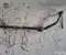 BMW 5 Touring (F11) 2012 Stabilisateur - Image 3