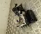 Toyota 44540-47011 / 4454047011 PRIUS (_W6_) 2024 ABS-Steuergerät Hydraulikblock - Bild 1