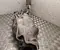 Nissan 114411420000 X-TRAIL (T32_) 2017 Catalytic Converter - Image 2