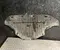 Kia 29110-SZ000 / 29110SZ000 EV4 (CT) 2026 Under cover Engine - Image 2