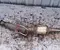 Volkswagen 2Q0131701AN POLO VI (AW1, BZ1, AE1) 2024 Ruß-/Partikelfilter, Abgasanlage - Bild 1