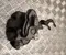 BMW X5 (G05) 2021 Brake Caliper Left Rear - Image 2