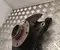 Renault ZOE Camionnette/Berline bicorps trois ou cinq portes (BFM_) 2021 Logement de roulement de roue Right Front - Image 2