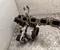 Volkswagen 05L 253 019 Q / 05L253019Q PASSAT B9 Variant (CJ5) 2024 Turbocompresor - Imagen 3