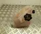 Alfa Romeo 50540158 GIULIA (952_) 2017 Vase d'expansion du liquide de refroidissement - Image 1