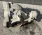 Gebrauchtes Original Mercedes-Benz A2133507816 E-CLASS T-Model (S213) 2023 Hinterachsgetriebe 2.473 - Bild 2