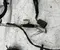 Ford JX6T14305 Focus IV (C519) estate 2019 Cables de la sección de motor - Imagen 3