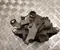 Gebrauchtes Original Volkswagen AMAROK Pritsche/Fahrgestell (S1B) 2017 Bremssattel hinten rechts - Bild 2