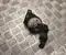 Lexus 86520-33190 / 8652033190 LBX 2024 Hupe - Bild 2