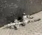 Gebrauchtes Original Hyundai 56300BE510, 81900BE700 Kona II 2024 Servolenkung Servomotor - Bild 1