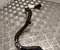 Kia 254V4-SZ000 / 254V4SZ000 EV4 (CT) 2026 Kühlmittelleitung - Bild 2
