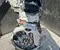 Volkswagen DXP PASSAT B9 Variant (CJ5) 2024 Komplettmotor - Bild 2
