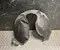 Gebrauchtes Original Ford CAPRI (CX740L) 2024 Radhausschale vorne links - Bild 1