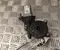 Gebrauchtes Original Opel 1A007414FR FRONTERA (OV24) 2026 Fensterheber vorne rechts - Bild 2