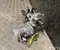 Toyota 45250-47420, 89650-47880 / 4525047420, 8965047880 PRIUS (_W6_) 2024 Motor  power steering - Image 3