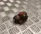 Nissan 24322217173 TERRANO II (R20) 2006 Cylinderek hamulcowy - Zdjęcie 1