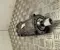 Mercedes-Benz 7802277754 GLC (X253) 2016 Servolenkung Servomotor - Bild 2