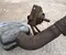 Ford USA L14-5L274-B, JL14-5A273-AA / L145L274B, JL145A273AA EXPEDITION (U553) 2020 Tłumik - Obraz 3