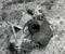 Mercedes-Benz A2053306600, 3.07 / A2053306600, 307 GLC (X253) 2016 Verteilergetriebe - Bild 1