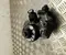Volkswagen 03N130755A PASSAT Variant (3G5) 2018 Kraftstoffpumpe - Bild 2