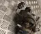 Gebrauchtes Original Mercedes-Benz A 000 430 23 00 / A0004302300 EQV (W447) 2020 Unterdruckpumpe - Bild 3