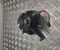 Gebrauchtes Original Mercedes-Benz DP167001 EQV (W447) 2020 Innenraumgebläse - Bild 2