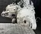 Gebrauchtes Original Tesla 158774000D, 3D6 MODEL 3 2025 Komplettmotor hinten - Bild 2