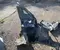 Gebrauchtes Original Volkswagen Caddy V 2021 Karosserie viertel vorne links - Bild 3