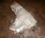 PORSCHE 0AD341040T NEDETI / 0AD341040TNEDETI CAYENNE (9PA) 2004 Transfer Case