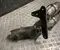 Gebrauchtes Original Audi 5QA131723D Q3 Sportback (F3N) 2024 Katalysator - Bild 2