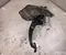 Honda P31031180 CIVIC VII Hatchback (EU, EP, EV) 2006 Sankabos pedalas - Nuotrauka 3