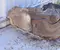 Mercedes-Benz A2056900730 C-CLASS (W205) 2015 Radhausschale hinten links - Bild 2