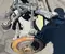 Volvo 32221652 V60 II Cross Country (227) 2019 rear axle beam - Image 2