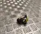 Nissan 24322016253, 4410170J20 PRIMERA Hatchback (P10) 1996 Radbremszylinder - Bild 1
