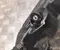 Porsche MACAN (95B) 2019 Bremssattel vorne links - Bild 3