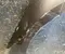 BMW 5 G60 2024 Guardabarros right side - Imagen 3