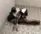 Volkswagen 05L 253 019 Q / 05L253019Q PASSAT B9 Variant (CJ5) 2024 Turbocompresor - Imagen 1