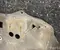Gebrauchtes Original Opel 9862850080 Grandland 2025 Unterfahrschutz Motor - Bild 2