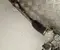 Hyundai 57700KL090 IONIQ 6 2025 Steering rack - Image 3