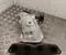 Toyota YARIS (_P13_) 2018 Catalyseur - Image 2
