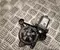 Gebrauchtes Original Volvo 8893972411 EX30 (416) 2024 Fensterhebermotor vorne rechts - Bild 1