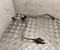 Gebrauchtes Original Opel 9835340880 Grandland 2025 Druckregler/-schalter - Bild 2